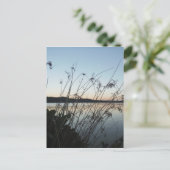 Carte Postale Herbes au lac Sunset (Debout devant)