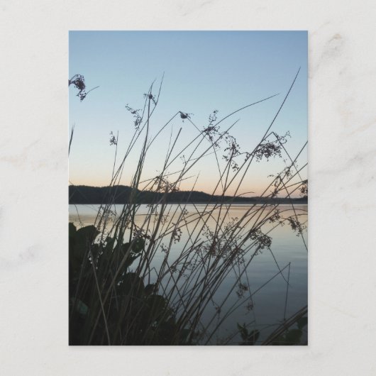Carte Postale Herbes au lac Sunset (Devant)