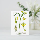 Carte Postale Herbes de printemps (Debout devant)