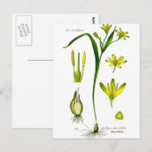 Carte Postale Herbes de printemps (Devant / Derrière)