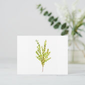Carte Postale Herbes de thym Herbes botaniques (Debout devant)