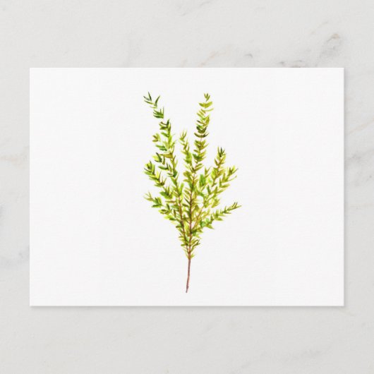 Carte Postale Herbes de thym Herbes botaniques (Devant)