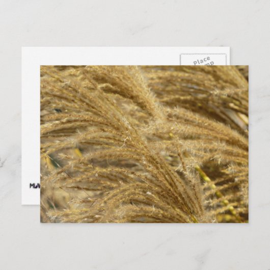 Carte Postale Herbes décoratives en automne (Devant / Derrière)