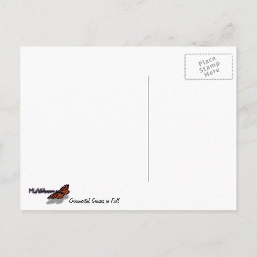 Carte Postale Herbes décoratives en automne (Dos)