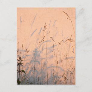 Carte Postale Herbes Et Ombres D'Été