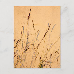 Carte Postale Herbes Et Ombres D'Été