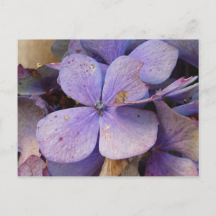 Carte Postale Herbst - Postkarte (Hortensia)