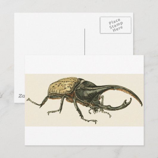 Carte Postale Hercules Beetle (Devant / Derrière)