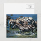 Carte Postale Herd de zèbres 2 (Devant / Derrière)