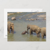 Carte postale Herd Eléphant (Devant / Derrière)