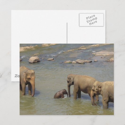 Carte postale Herd Eléphant (Devant / Derrière)