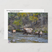 Carte Postale Herd Elk dans le Big Thompson, Colorado (Devant / Derrière)