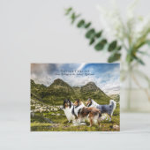 Carte Postale Herding des moutons Collies rudes - Collectif (Debout devant)