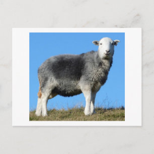 Carte Postale Herdwick Sheep