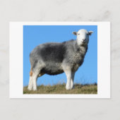 Carte Postale Herdwick Sheep (Devant)