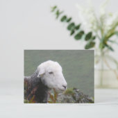 Carte postale Herdwick Sheep (Debout devant)