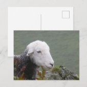 Carte postale Herdwick Sheep (Devant / Derrière)