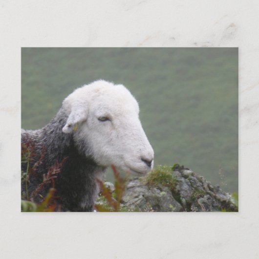 Carte postale Herdwick Sheep (Devant)