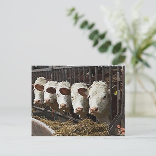 Carte Postale Hereford Cattle (Debout devant)
