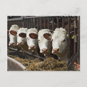 Carte Postale Hereford Cattle (Devant)