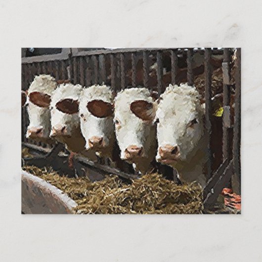 Carte Postale Hereford Cattle (Devant)