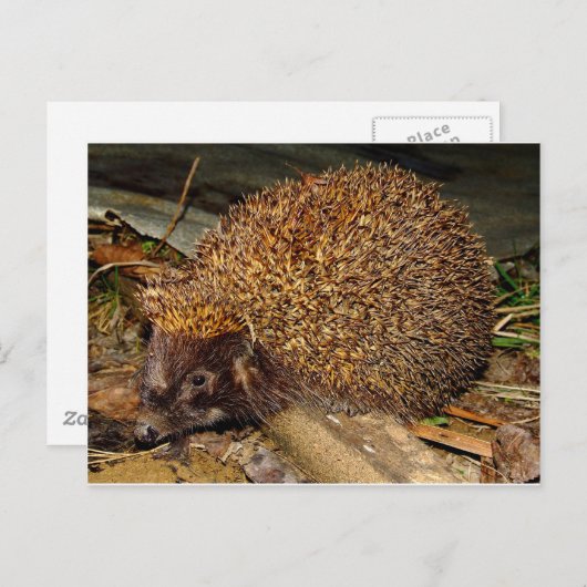 Carte Postale Hérisson (Devant / Derrière)