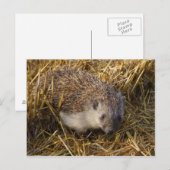 Carte Postale Hérisson (Devant / Derrière)