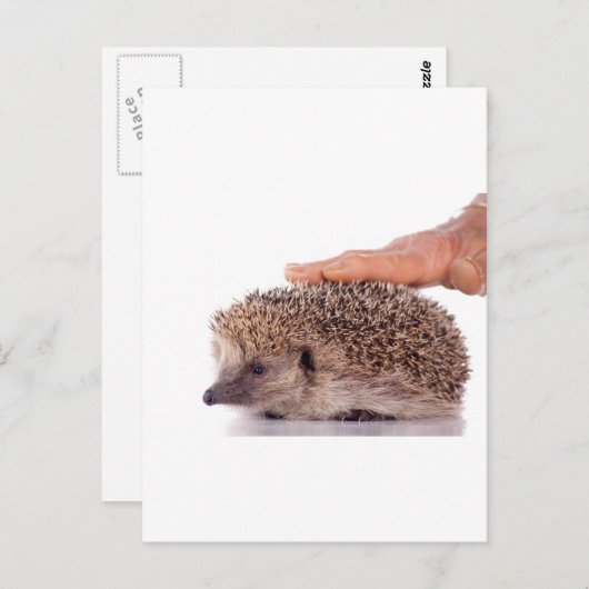 Carte Postale Hérisson, (Devant / Derrière)