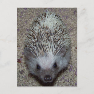 Carte Postale Hérisson