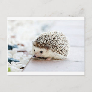 Carte Postale Hérisson