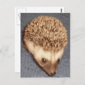 Carte Postale hérisson (Devant / Derrière)