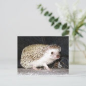 Carte Postale Hérisson (Debout devant)