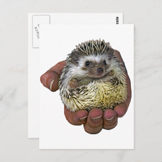 Carte Postale Hérisson (Devant / Derrière)