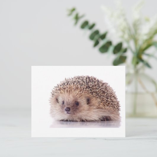 Carte Postale Hérisson, (Debout devant)