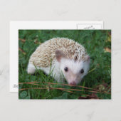 Carte Postale Hérisson (Devant / Derrière)