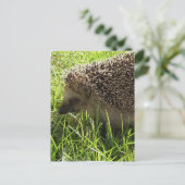 Carte postale Hérisson (Debout devant)