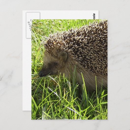 Carte postale Hérisson (Devant / Derrière)