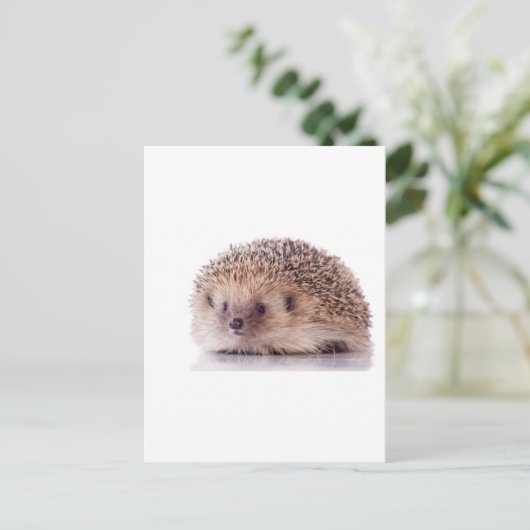 Carte Postale Hérisson, (Debout devant)