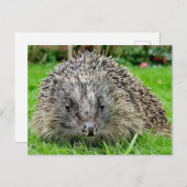 Carte postale Hérisson (Devant / Derrière)