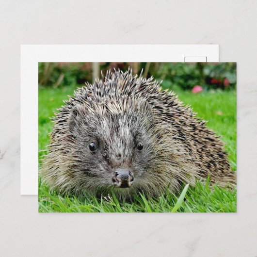 Carte postale Hérisson (Devant / Derrière)