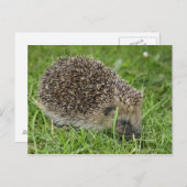 Carte postale Hérisson (Devant / Derrière)
