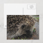 Carte postale Hérisson (Devant / Derrière)