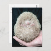 Carte Postale Hérisson (Devant / Derrière)