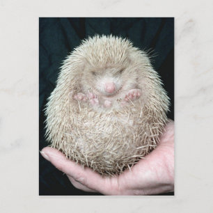 Carte Postale Hérisson