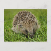Carte postale Hérisson (Devant)