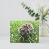 Carte Postale hérisson (Debout devant)