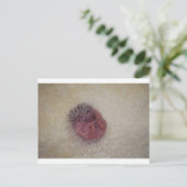 Carte Postale Hérisson bébé (Debout devant)