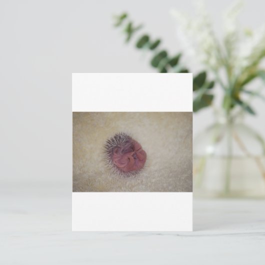 Carte Postale Hérisson bébé (Debout devant)