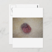 Carte Postale Hérisson bébé (Devant / Derrière)