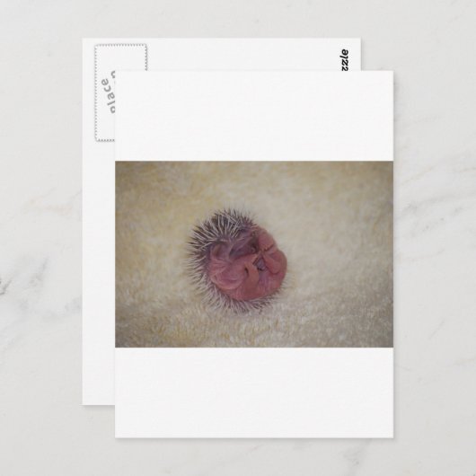 Carte Postale Hérisson bébé (Devant / Derrière)